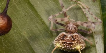 Maskohet si kërpudhë, zbulohet në Amazonë një merimangë e pazakontë ‘zombi’