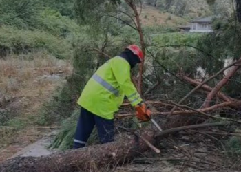 Stuhi në Gjirokastër/ Era e fortë rrëzon pemët