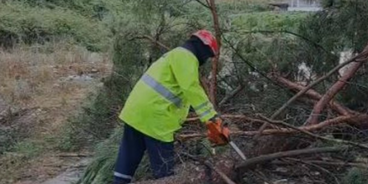 Stuhi në Gjirokastër/ Era e fortë rrëzon pemët