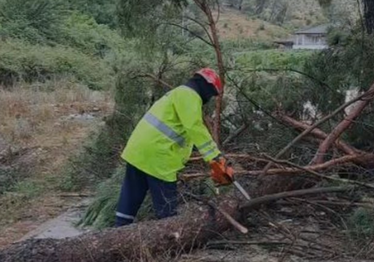 Stuhi në Gjirokastër/ Era e fortë rrëzon pemët