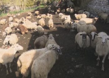 4 vatra me antraks në Gjirokastër e Përmet