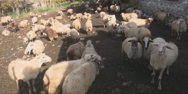 4 vatra me antraks në Gjirokastër e Përmet