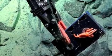 Zbulim i pazakontë në thellësitë e Atlantikut, shkencëtarët gjejnë…