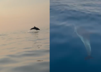 Spektakël delfinësh në Gjirin e Vlorës, turistët mahniten nga shfaqja në det