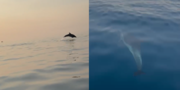 Spektakël delfinësh në Gjirin e Vlorës, turistët mahniten nga shfaqja në det