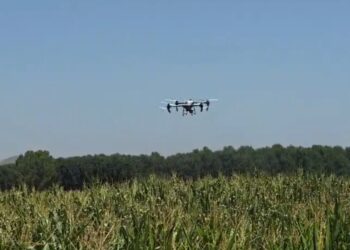 Insektet po dëmtojnë të mbjellat, nis spërkatja me dron