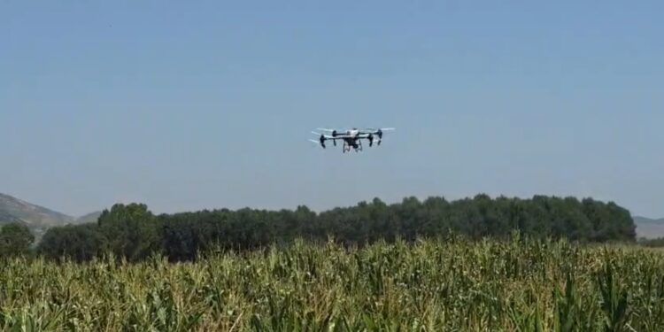 Insektet po dëmtojnë të mbjellat, nis spërkatja me dron