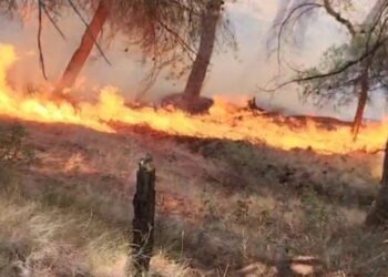 Flakët pushtojnë zonën e Penkovës në Selenicë, kërkohet ndërhyrje shtesë nga zjarrfikësit