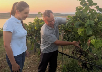 Letër Zegjinesë dhe fermerit të rrushit të Zegjinesë