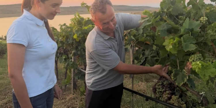 Letër Zegjinesë dhe fermerit të rrushit të Zegjinesë