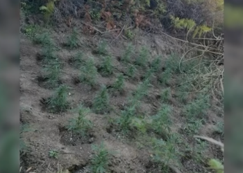 Kishte kultivuar kanabis afër tokës së tij, arrestohet 41-vjeçari