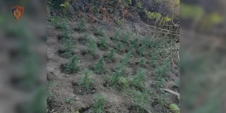Kishte kultivuar kanabis afër tokës së tij, arrestohet 41-vjeçari