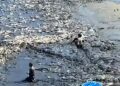 Katastrofë mjedisore në Lushnje, rezervuari thahet dhe tonelata peshqish mbeten në baltë