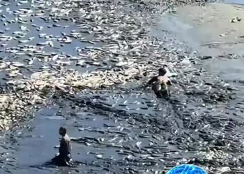 Katastrofë mjedisore në Lushnje, rezervuari thahet dhe tonelata peshqish mbeten në baltë