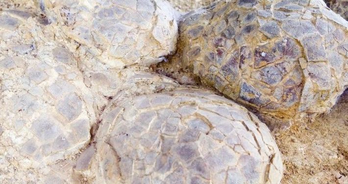 Zbulohet në Patagoni një dinosaur 70 milionë vjeçar me vezët e tij, misteri i pazakontë i gjetur brenda guaskave – Balkanweb.com – News24