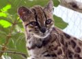 Zbulim i rrallë në Bolivi/ Shkencëtarët konfirmojnë një specie të re maceje të egër – Balkanweb.com – News24