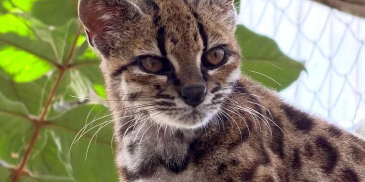 Zbulim i rrallë në Bolivi/ Shkencëtarët konfirmojnë një specie të re maceje të egër – Balkanweb.com – News24
