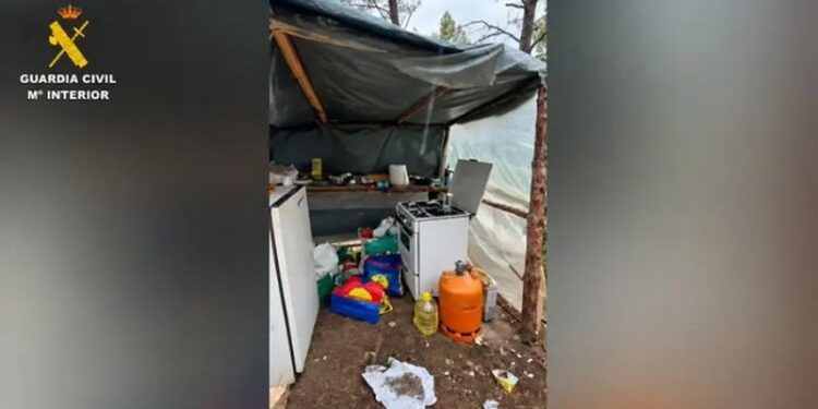 Zbulohet parcela me kanabis në një pyll në Spanjë, arrestohen 4 shqiptarë, strehoheshin në tenga kampingu