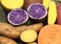 Patatet e ëmbla portokalli apo vjollcë? Ja cilat janë më të pasura me vlera ushqyese – Balkanweb.com – News24